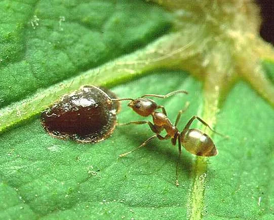 A small brown Argentine ant standing on a green leaf