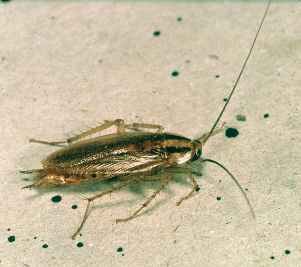 A light brown German cockroach with long antennae