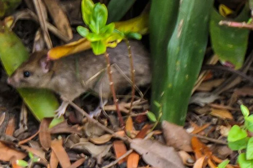 A brown rat sitting among green plants